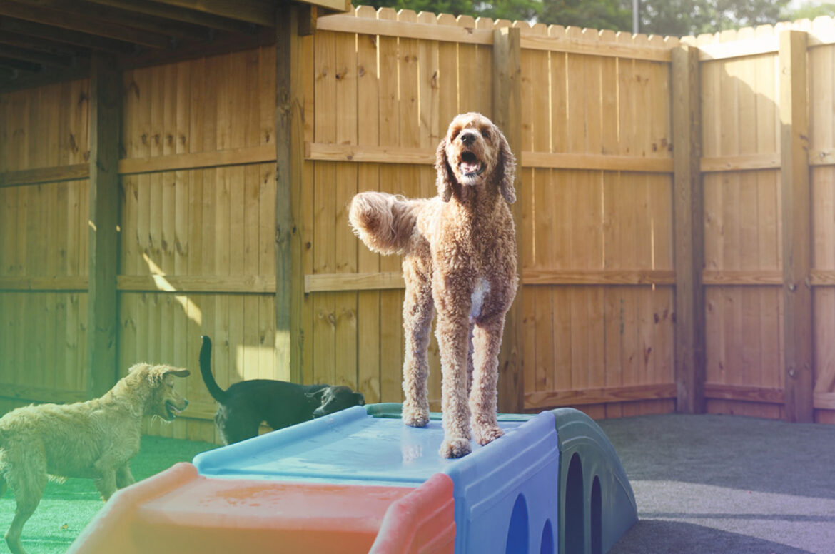A tan poodle stands on top of a plastic bridge at a pet care facility.