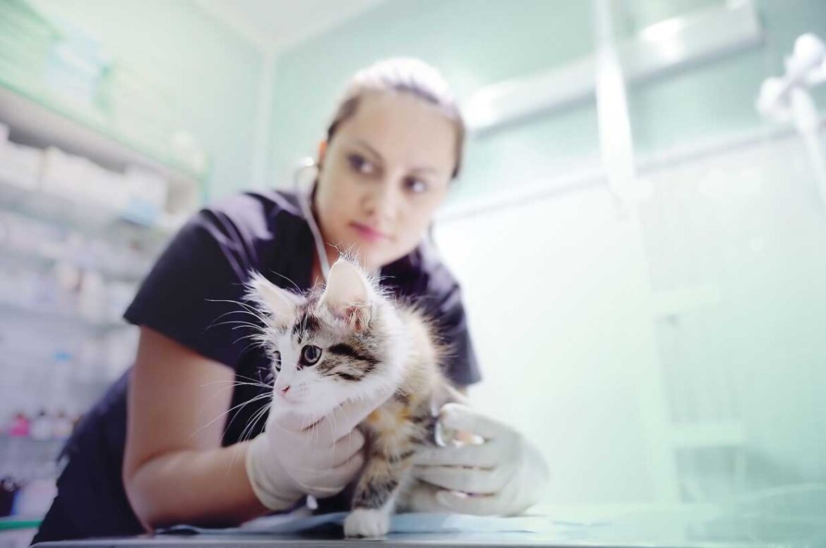 Cat being taken care of at a veterinary practice